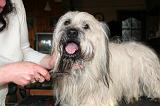 SKYE TERRIER - BROSSAGE 097